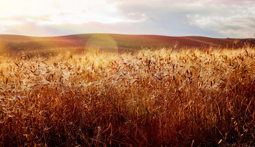 阳光明媚的日子里金色干麦田的美丽风景图片