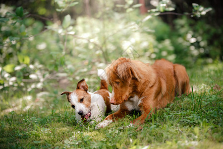 狗杰克罗塞尔泰里尔和狗新斯科舍省新泽西州翻捞在夏日公园散步图片