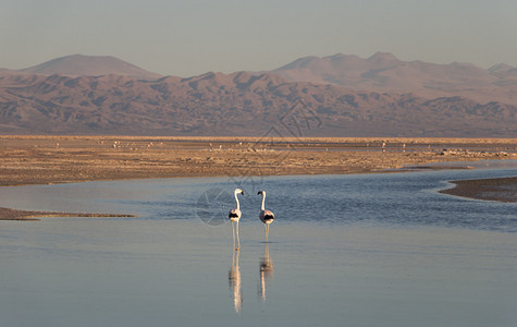 智利AtacamaSalar的Sunset盐湖图片