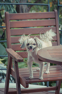 与ShihTzuPomeranian和Poodle一起在咖啡店的椅子图片