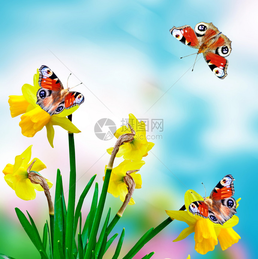 蓝天背景上的雏菊花水仙蝴蝶图片