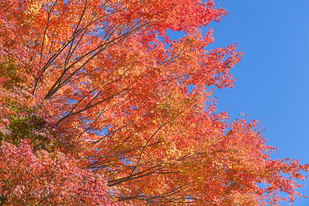 秋季美丽的红枫叶和树图片
