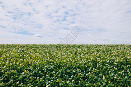 阴天风景秀丽的绿色荞麦田图片