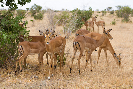 肯尼亚非洲TsavoNatioannl公园的I图片