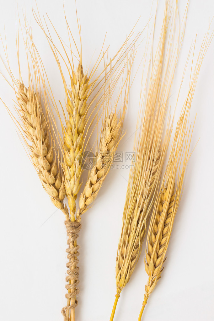 白色背景上用绳子绑着的三粒小麦和图片
