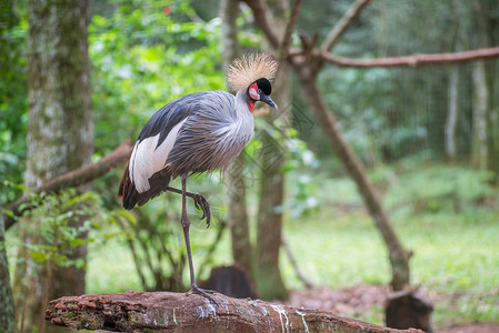 巴西的灰冠鹤鸟一种非洲异国图片