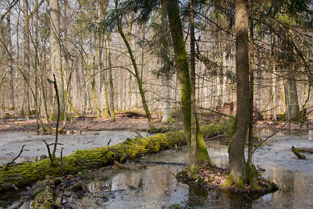 位于波兰欧洲比亚洛威扎森林的水中古老森林和破碎树图片