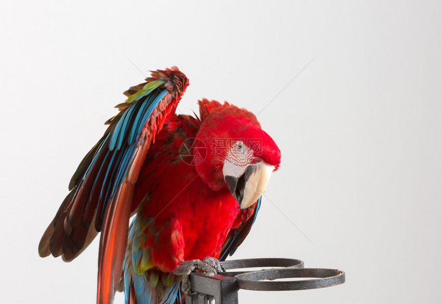 红色的Macaw在白色图片