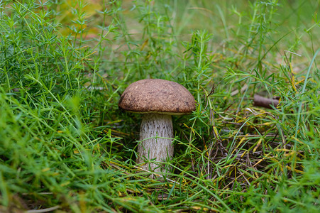 生长在森林绿草中的白蘑菇图片