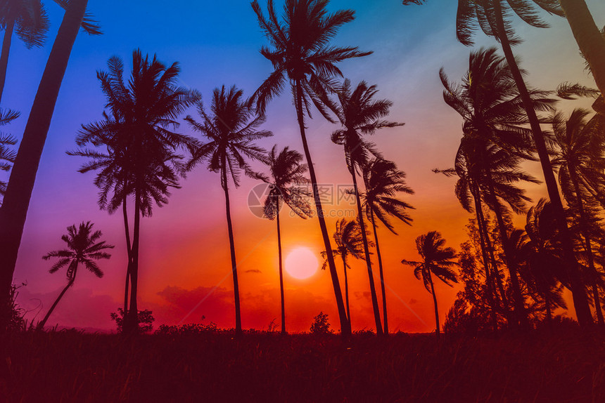 日落时沙滩上的木偶椰子棕榈树图片