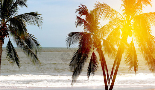 背景中日落时的椰子树背景图片