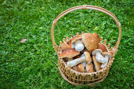 在一个篮子中新鲜收获的食用可食用蘑菇图片