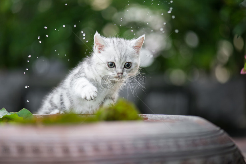 可爱的小猫从腿图片