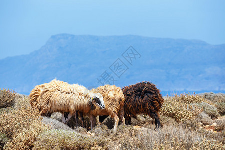 羊群在牧场上吃草图片