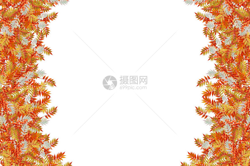 在白色背景隔绝的五颜六色的秋天叶子图片