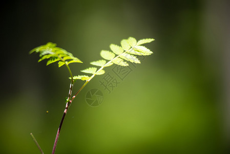 绿色灌木床上的绿叶鲜花和树枝图片