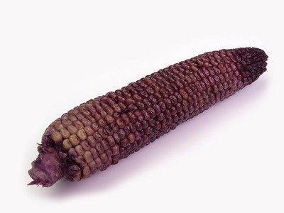 新鲜的紫色有机玉米放图片