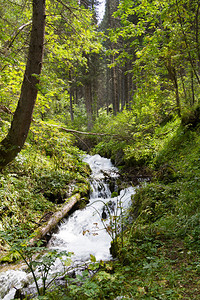 树林中的山间溪流有急流和瀑布图片