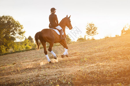 夕阳下骑马的女人马术图片