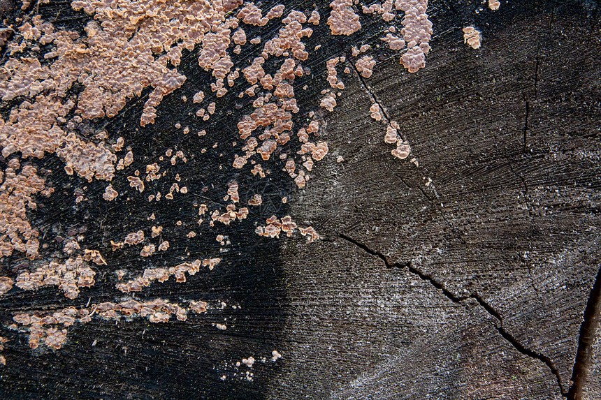 背景纹理的苔藓和真菌的特写视图被切开的树干的表面作为抽象背景长在图片