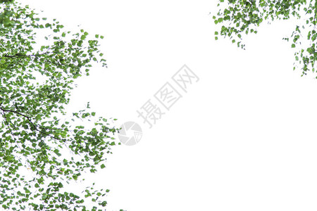 白背景上的白桦树枝白桦图片