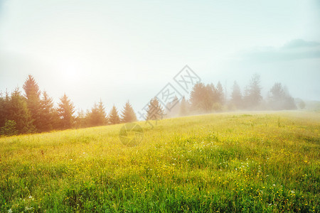 梦幻般的绿色山丘在黄昏时被阳光照亮戏剧早晨场景地点喀尔巴阡山脉图片