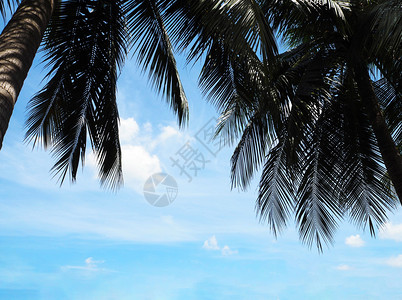 小组可椰子树和蓝天图片
