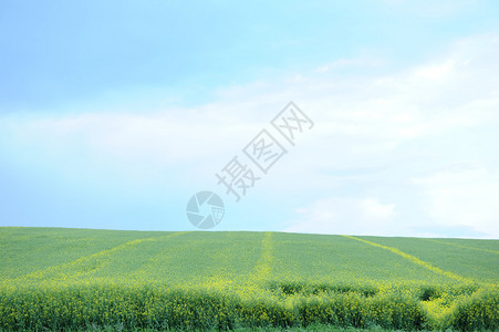 大麦绿田夏季青小麦作物种植场图片