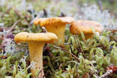 绿色苔藓中的黄色鸡油菌群特写图片