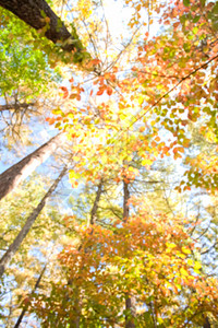 秋季树林重点浅深度的背景摘要ACONF图片