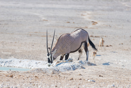 大羚羊在白天跪在水坑里喝水图片