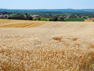 成熟小麦在田间的乡村景观图片