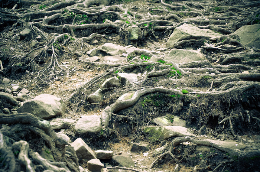 喀尔巴阡山脉地面上的树根和苔藓图片