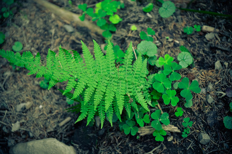 森林野生植物和苔绿在图片