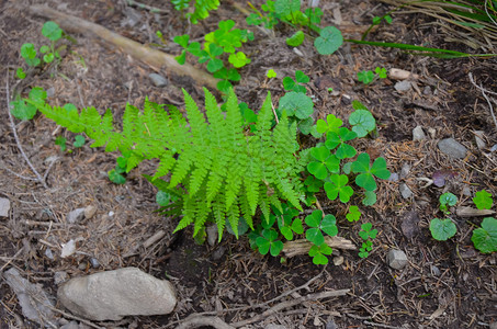 森林野生植物和苔绿在图片