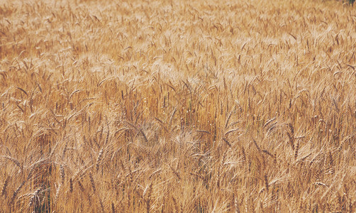 金麦田自然背景收割和耕作概念农牧业生产面包的背景图片