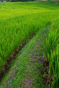 步行在泰国清迈的绿地稻图片