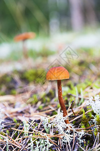 棕色小蘑菇生长在秋天森林的苔藓中图片