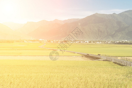 亚洲太东县Chishang镇的稻田和乡村公图片