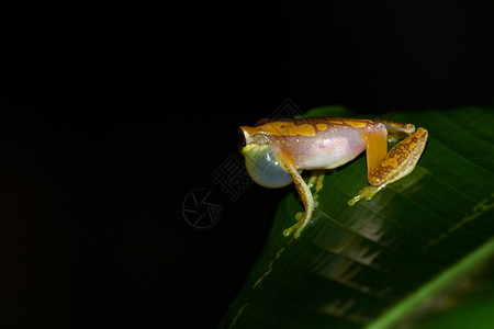 哥斯达黎加热带雨林中的小雨林蛙图片