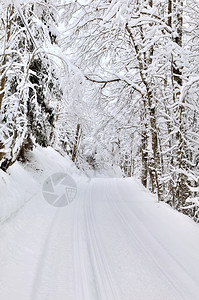 越野滑雪穿越森林的斯莱德图片