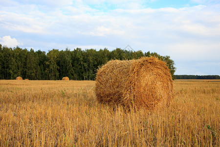 收割的小麦和稻草在田野里图片
