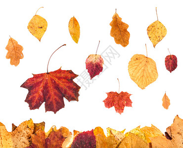 秋季白色背景中红色和黄色图片