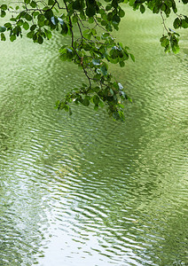 倒映在水中的绿叶枝图片