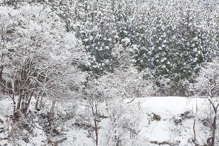 冬天在森林里有雪的树图片