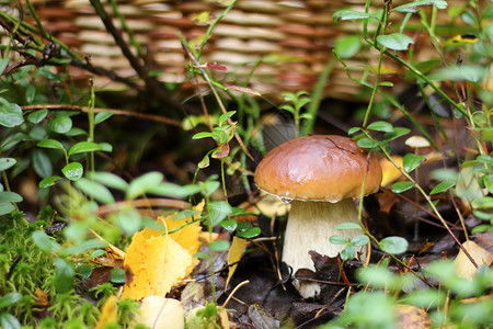 白色蘑菇背景的白蘑菇在森林里图片