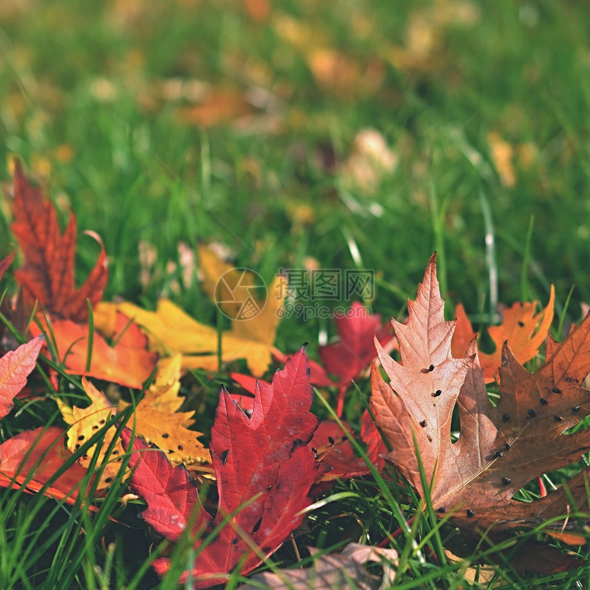 秋叶自然季节彩色背景图片