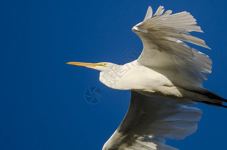 大白鹭在蓝天飞翔图片