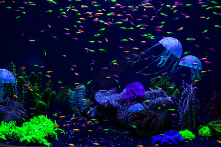 海底的水母珊瑚和鱼图片