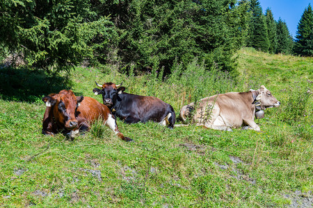 奥地利高山草甸上的奶牛图片